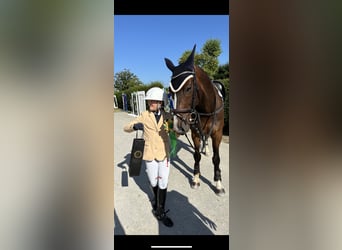 Caballo de deporte belga, Caballo castrado, 11 años, 165 cm, Castaño