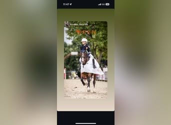 Caballo de deporte belga, Caballo castrado, 11 años, 165 cm, Castaño