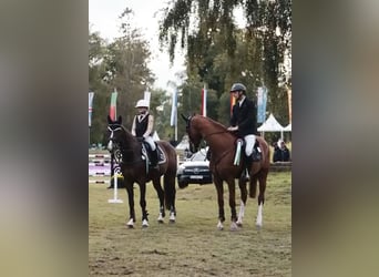 Caballo de deporte belga, Caballo castrado, 11 años, 165 cm, Castaño
