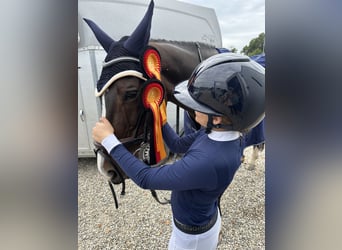 Caballo de deporte belga, Caballo castrado, 11 años, 165 cm, Castaño