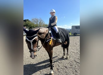 Caballo de deporte belga, Caballo castrado, 11 años, 165 cm, Castaño