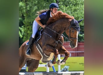 Caballo de deporte belga, Caballo castrado, 11 años, 175 cm, Alazán