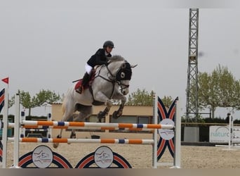 Caballo de deporte belga, Caballo castrado, 12 años, 166 cm, Tordo picazo