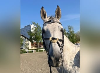 Caballo de deporte belga, Caballo castrado, 12 años, 168 cm, Tordo