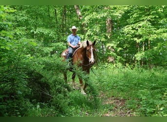 Caballo de deporte belga, Caballo castrado, 12 años, Alazán rojizo