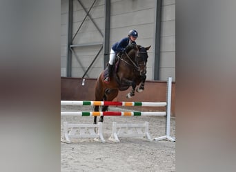 Caballo de deporte belga, Caballo castrado, 13 años, 162 cm, Castaño