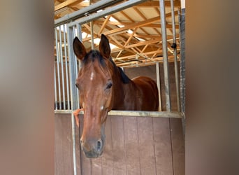 Caballo de deporte belga, Caballo castrado, 13 años, 170 cm, Castaño