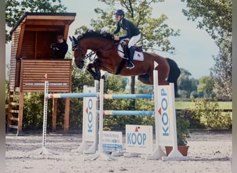 Caballo de deporte belga, Caballo castrado, 13 años, 170 cm, Castaño