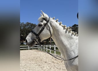 Caballo de deporte belga, Caballo castrado, 13 años, 170 cm, Tordo