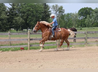 Caballo de deporte belga, Caballo castrado, 13 años, Alazán rojizo