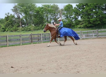Caballo de deporte belga, Caballo castrado, 13 años, Alazán rojizo