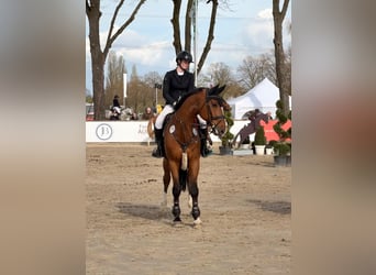 Caballo de deporte belga, Caballo castrado, 14 años, 172 cm, Castaño