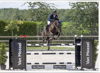 Caballo de deporte belga, Caballo castrado, 14 años, Castaño oscuro