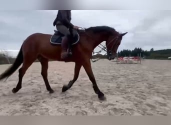 Caballo de deporte belga, Caballo castrado, 17 años, 168 cm, Castaño oscuro