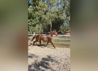 Caballo de deporte belga, Caballo castrado, 1 año, Castaño rojizo
