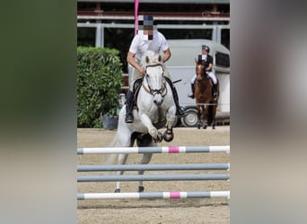 Caballo de deporte belga, Caballo castrado, 23 años