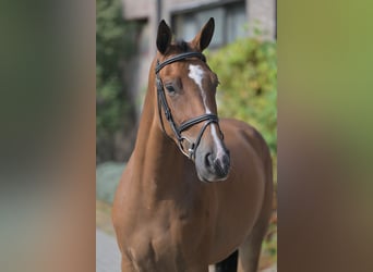Caballo de deporte belga, Caballo castrado, 3 años, 160 cm, Castaño