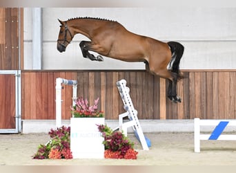 Caballo de deporte belga, Caballo castrado, 3 años, 160 cm, Castaño