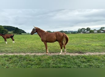 Caballo de deporte belga, Caballo castrado, 3 años, 164 cm, Alazán