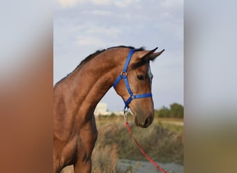 Caballo de deporte belga, Caballo castrado, 3 años, 167 cm, Tordo ruano