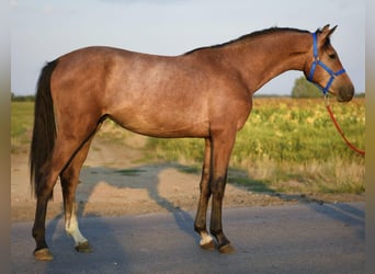 Caballo de deporte belga, Caballo castrado, 3 años, 167 cm, Tordo ruano