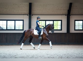 Caballo de deporte belga, Caballo castrado, 3 años, 170 cm, Negro