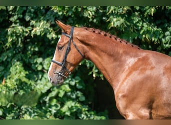 Caballo de deporte belga, Caballo castrado, 3 años, 173 cm, Alazán