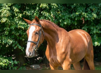 Caballo de deporte belga, Caballo castrado, 3 años, 173 cm, Alazán