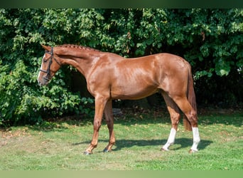 Caballo de deporte belga, Caballo castrado, 3 años, 173 cm, Alazán