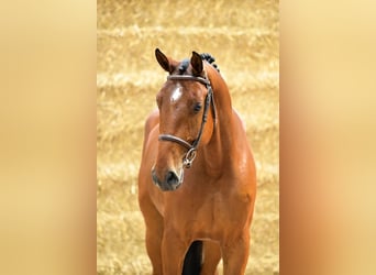 Caballo de deporte belga, Caballo castrado, 4 años, 166 cm, Castaño