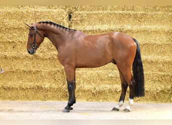 Caballo de deporte belga, Caballo castrado, 4 años, 166 cm, Castaño