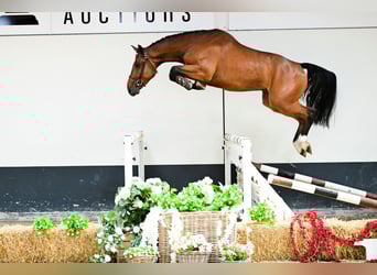Caballo de deporte belga, Caballo castrado, 4 años, 166 cm, Castaño