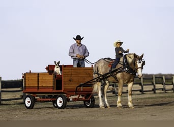 Caballo de deporte belga Mestizo, Caballo castrado, 4 años, 168 cm, Ruano alazán