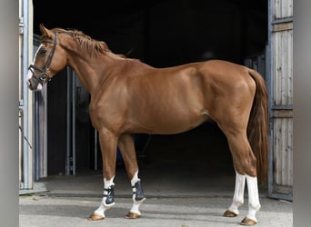 Caballo de deporte belga, Caballo castrado, 4 años, 175 cm, Alazán