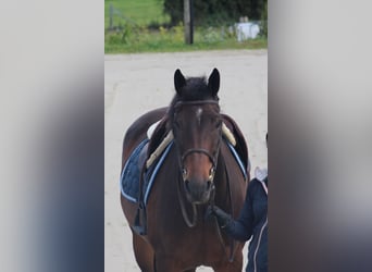 Caballo de deporte belga, Caballo castrado, 5 años, 160 cm, Castaño oscuro