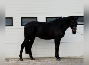 Caballo de deporte belga, Caballo castrado, 5 años, 164 cm, Castaño oscuro