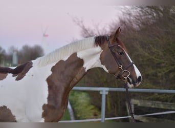 Caballo de deporte belga, Caballo castrado, 5 años, 165 cm, Pío