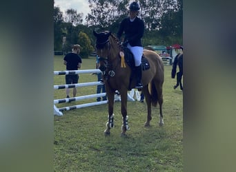 Caballo de deporte belga, Caballo castrado, 5 años, 168 cm, Alazán