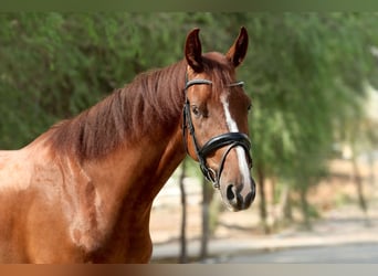 Caballo de deporte belga, Caballo castrado, 5 años, 170 cm, Alazán-tostado