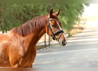 Caballo de deporte belga, Caballo castrado, 5 años, 170 cm, Alazán-tostado