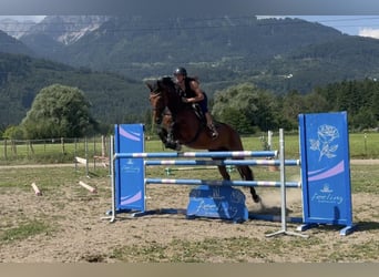 Caballo de deporte belga, Caballo castrado, 5 años, 170 cm, Castaño