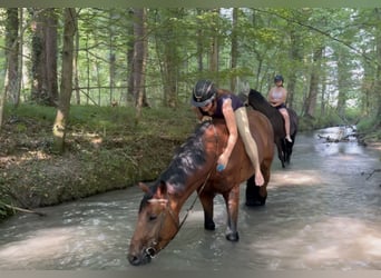 Caballo de deporte belga, Caballo castrado, 5 años, 170 cm, Castaño