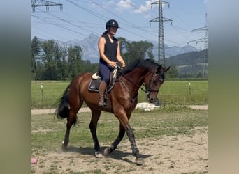 Caballo de deporte belga, Caballo castrado, 5 años, 170 cm, Castaño