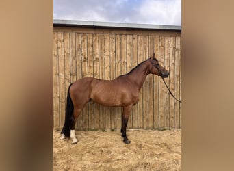 Caballo de deporte belga, Caballo castrado, 5 años, 172 cm, Castaño