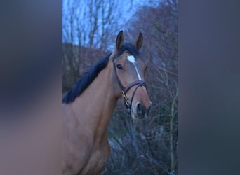 Caballo de deporte belga, Caballo castrado, 5 años, 173 cm, Castaño claro