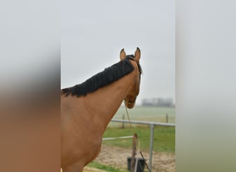 Caballo de deporte belga, Caballo castrado, 5 años, 173 cm, Castaño claro
