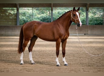 Caballo de deporte belga, Caballo castrado, 5 años, 178 cm