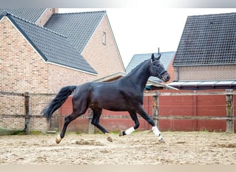 Caballo de deporte belga, Caballo castrado, 5 años, 178 cm, Morcillo