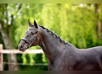 Caballo de deporte belga, Caballo castrado, 5 años, 178 cm, Morcillo