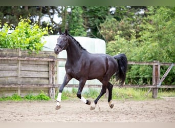 Caballo de deporte belga, Caballo castrado, 5 años, 178 cm, Morcillo